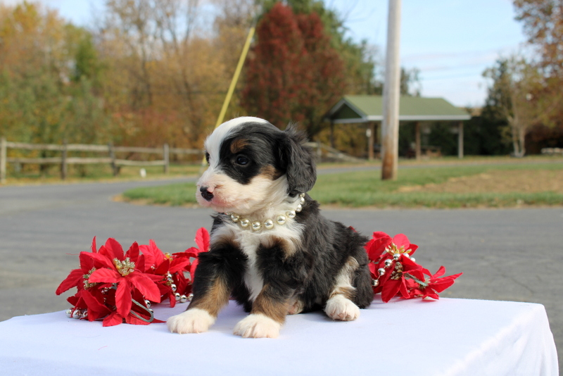 puppy, for, sale, Mini Bernedoodle F2, Matthew B. Stoltzfus, dog, breeder, Gap, PA, dog-breeder, puppy-for-sale, forsale, nearby, find, puppyfind, locator, puppylocator, aca